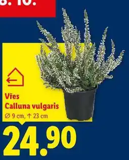 Lidl Vřes Calluna vulgaris nabídka