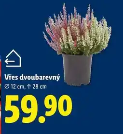 Lidl Vřes dvoubarevný nabídka