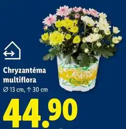 Lidl Chryzantéma multiflora nabídka