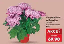 Kaufland Chryzantéma velkokvětá nabídka