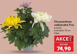 Kaufland Chryzantéma velkokvětá Trio nabídka