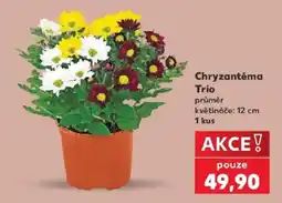 Kaufland Chryzantéma Trio nabídka
