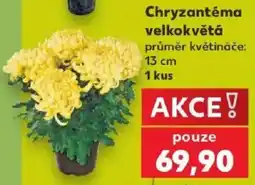 Kaufland Chryzantéma velkokvětá nabídka