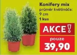 Kaufland Konifery mix nabídka