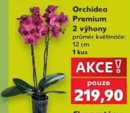 Kaufland Orchidea Premium nabídka