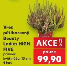 Kaufland Vřes pětibarevný Beauty Ladies HIGH FIVE nabídka