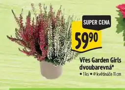 Albert Vřes Garden Girls dvoubarevná 1 ks nabídka
