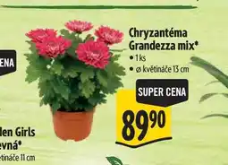 Albert Chryzantéma Grandezza mix, pr. květináče 13 cm nabídka