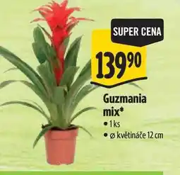 Albert Guzmania mix, pr. květináče 12 cm nabídka