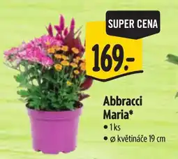 Albert Abbracci Maria* nabídka
