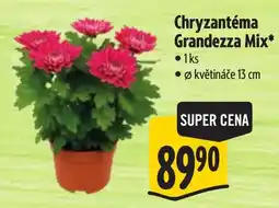 Albert Chryzantéma Grandezza Mix nabídka