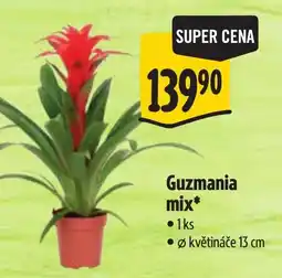 Albert Guzmania mix* nabídka