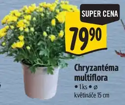 Albert Chryzantéma multiflora nabídka
