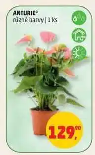 Penny Market Anturie nabídka