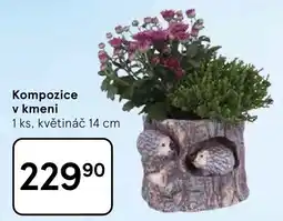Tesco Kompozice v kmeni nabídka