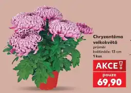 Kaufland Chryzantéma velkokvětá nabídka