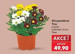 Kaufland Chryzantéma „Trio“ nabídka