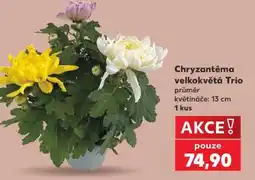 Kaufland Chryzantéma velkokvětá trio nabídka