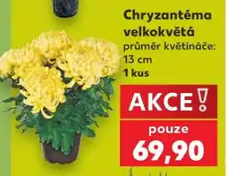 Kaufland Chryzantéma velkokvětá nabídka