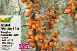 Hornbach FloraSelf rakytník řešetlákový BIO nabídka