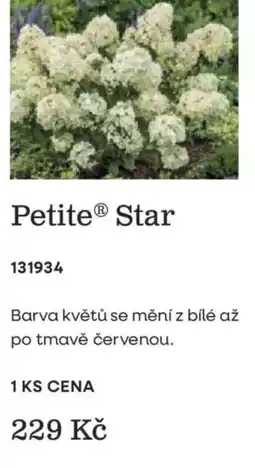 Starkl Petite® Star nabídka