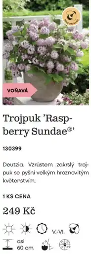 Starkl Deutzia Trojpuk 'Raspberry Sundae' nabídka