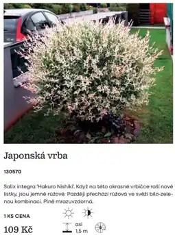 Starkl Japonská vrba nabídka