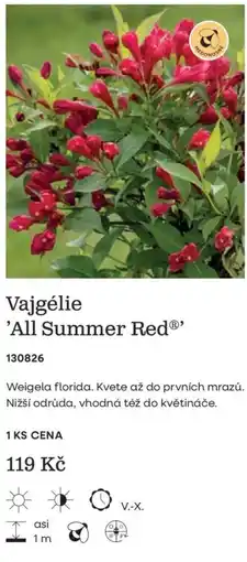 Starkl Vajgélie 'All Summer Red' nabídka