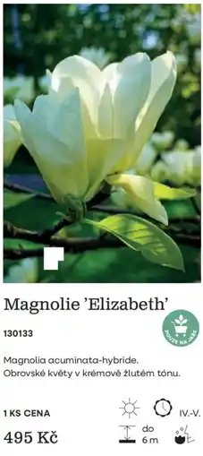 Starkl Magnolie 'Elizabeth' nabídka