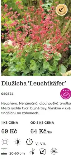 Starkl Dlužicha 'Leuchtkäfer' nabídka