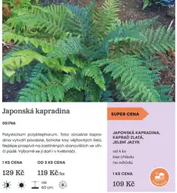 Starkl Japonská kapradina nabídka