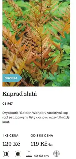Starkl Kaprad' zlatá nabídka