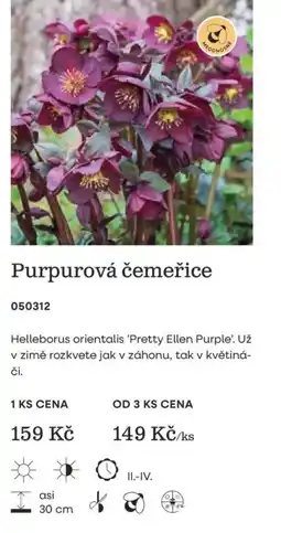 Starkl Medonosné purpurová čemeřice nabídka