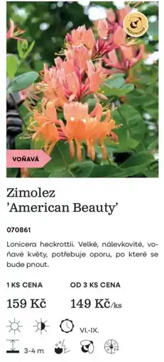 Starkl Medononke zimolez 'american beauty' nabídka