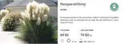 Starkl Pampas stříbrný nabídka