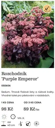 Starkl Rozchodník 'Purple Emperor' nabídka