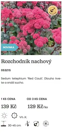 Starkl Rozchodník nachový nabídka