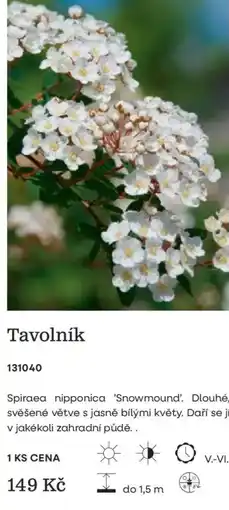 Starkl Tavolník nabídka