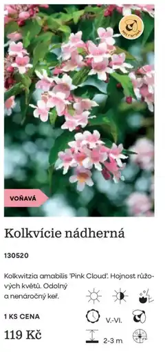 Starkl Matchmore Kolkvície nádherná nabídka