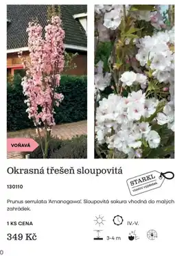 Starkl Starkl okrasná třešeň sloupovitá nabídka