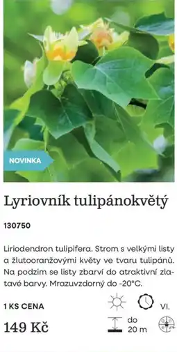 Starkl Lyriovník tulipánokvětý nabídka