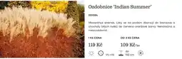 Starkl Ozdobnice 'Indian Summer' nabídka