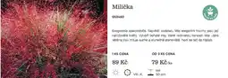 Starkl Milička nabídka