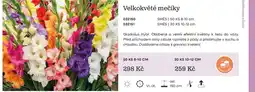 Starkl Velkokvěté mečíky nabídka