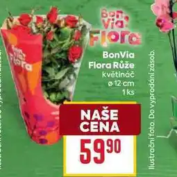 Billa BonVia Flora Růže květináč 12 cm 1 ks nabídka