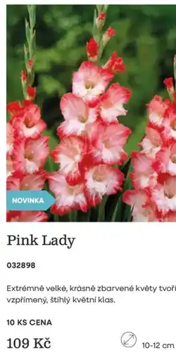 Starkl Pink Lady nabídka