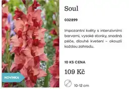 Starkl Soul nabídka