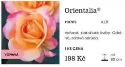Starkl Orientalia KEŘ nabídka