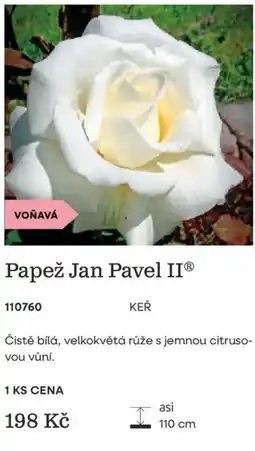 Starkl Papež Jan Pavel II nabídka