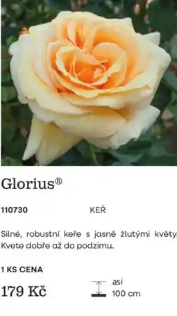 Starkl Glorius® keř nabídka